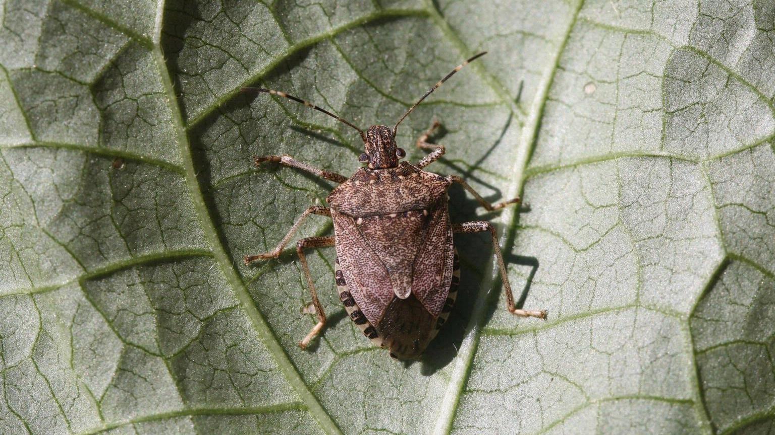 Marmorated stink bug brown The Brown