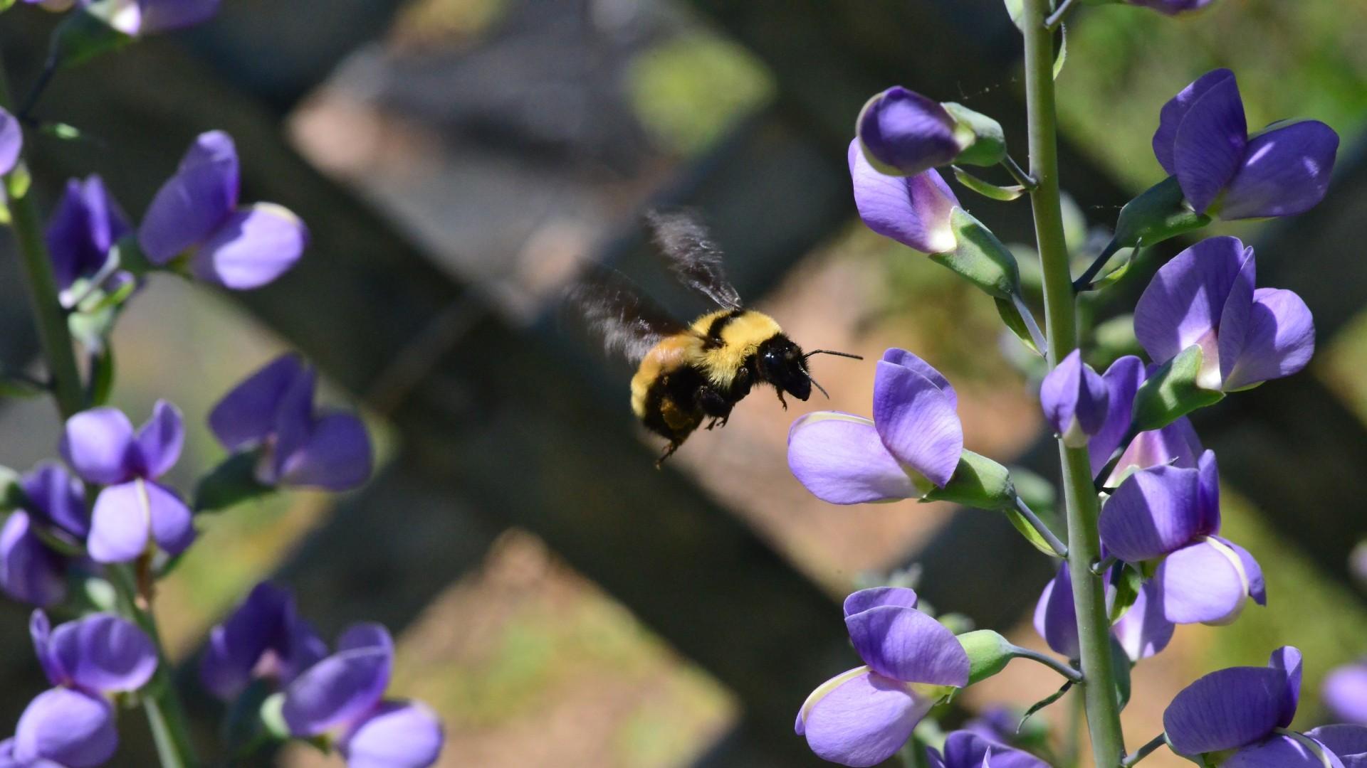 bumble bee on blue baptisia flowers