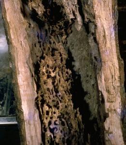 carpenter ant damaged wood