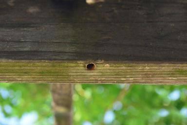 hole in a wooden post made by a carpenter bee