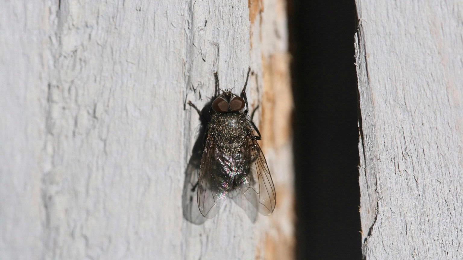 Cluster Flies | University of Maryland Extension