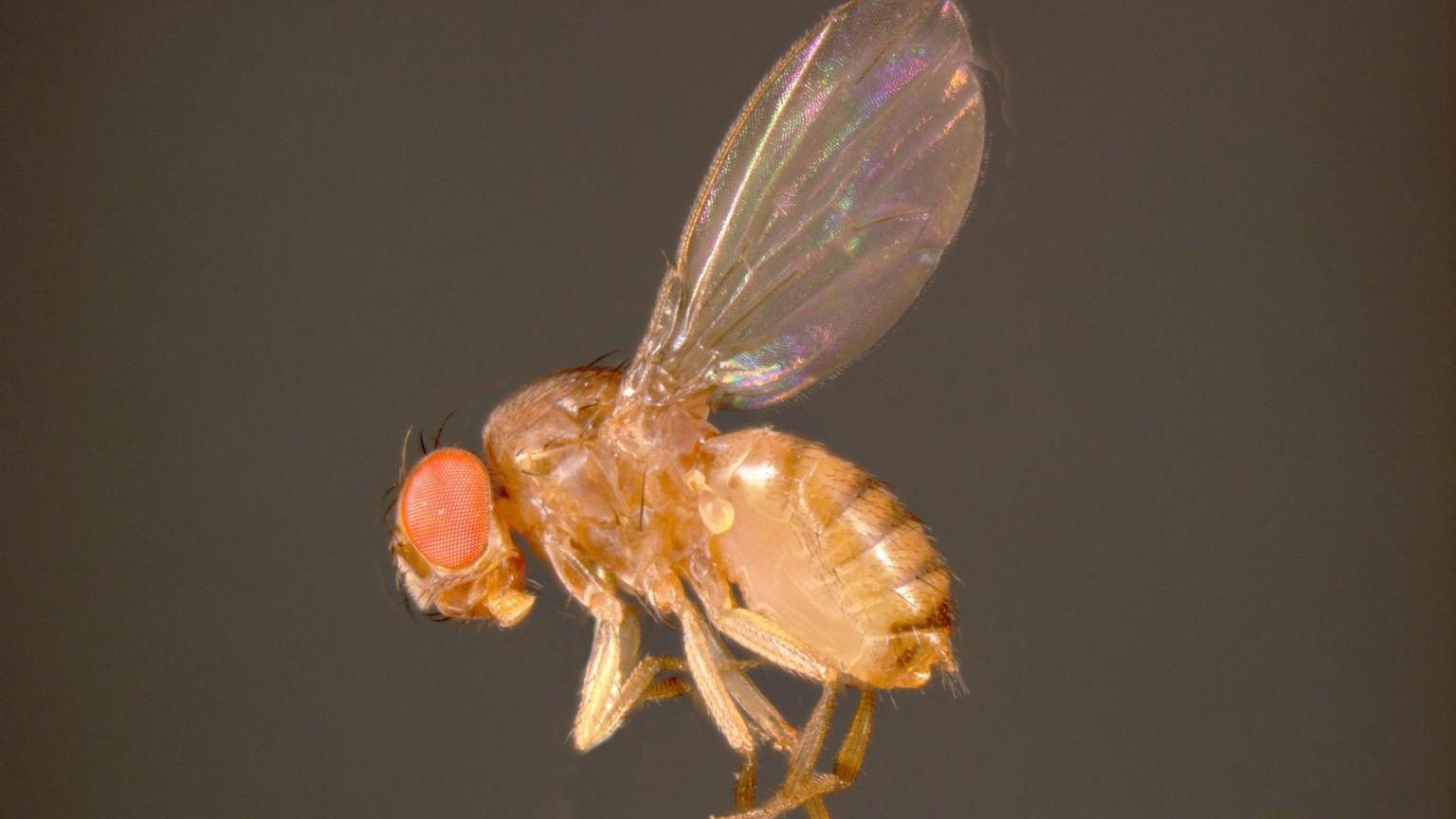 common fruit fly