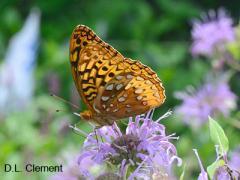 great spangled fritillary butterfly