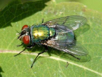 green bottlefly