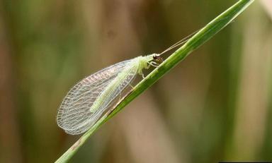 adult green lacewing insect 