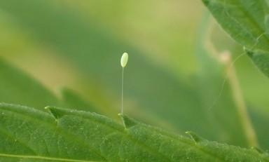 green lacewing egg