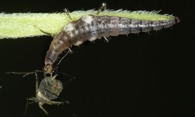green lacewing larva with aphid