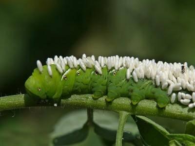 hornworm larva covered with parasitic wasp cocoons