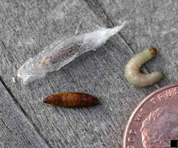 Indian meal moth larva and pupa