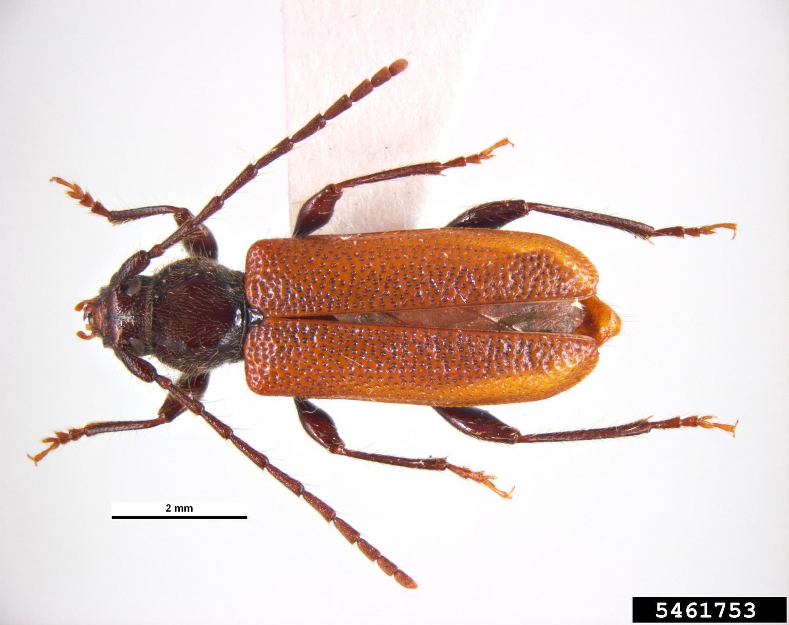 japanese cedar longhorn beetle adult