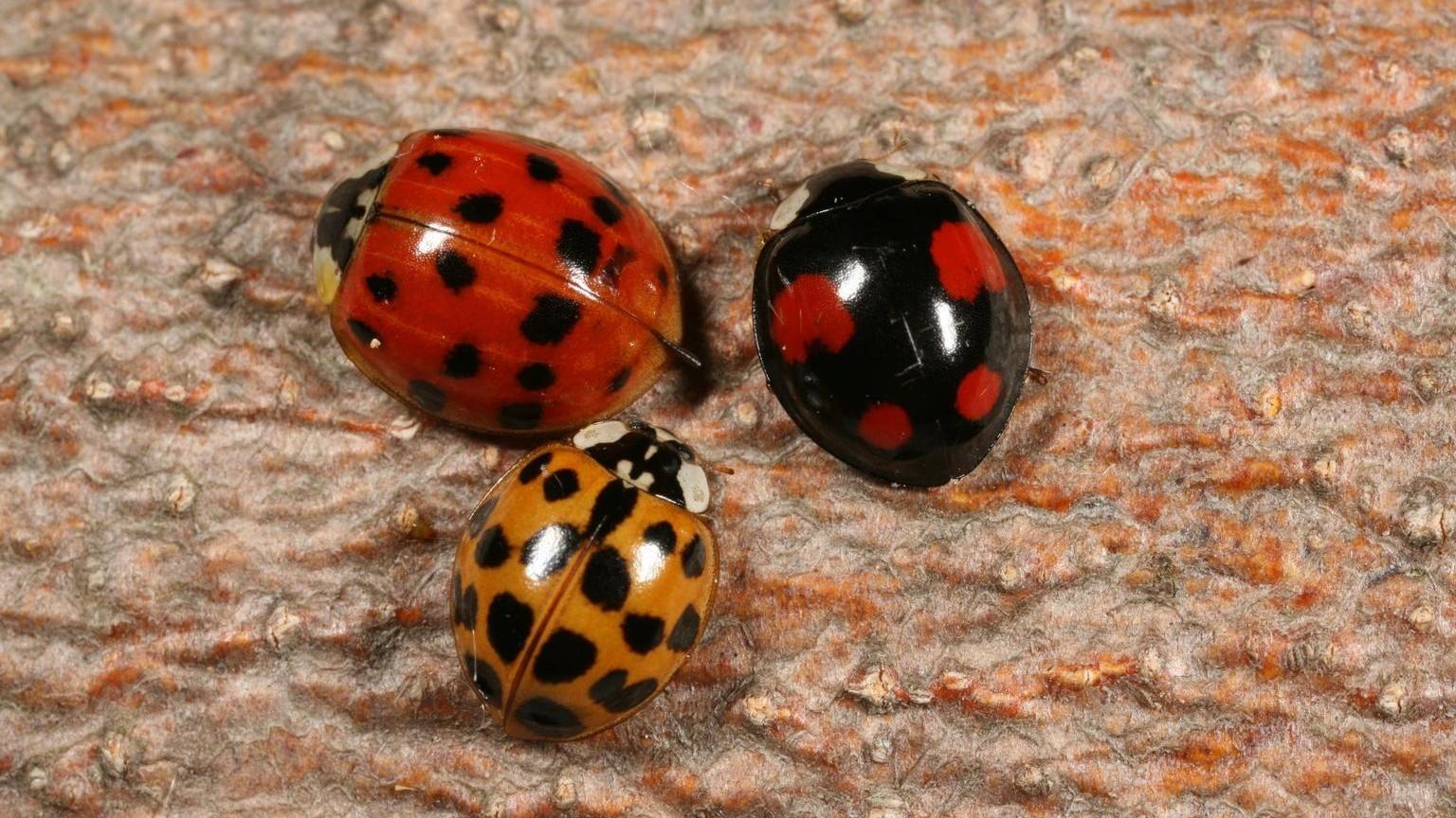 three multicolored asian lady beetles