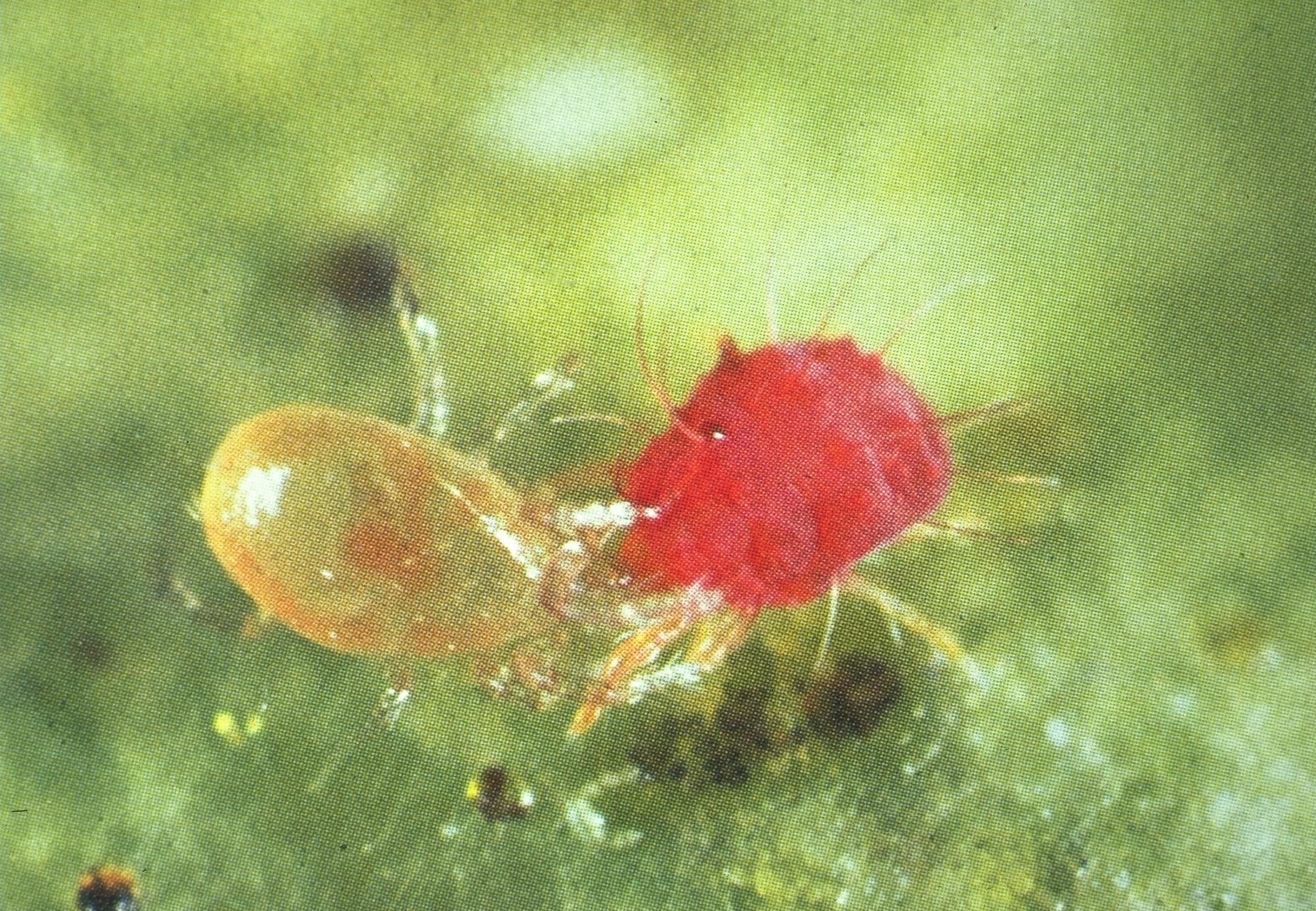predator mite with prey