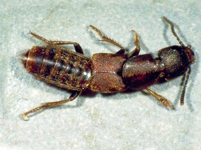 rove beetle