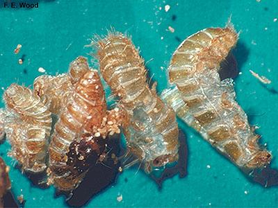 shed skins of carpet beetle larvae