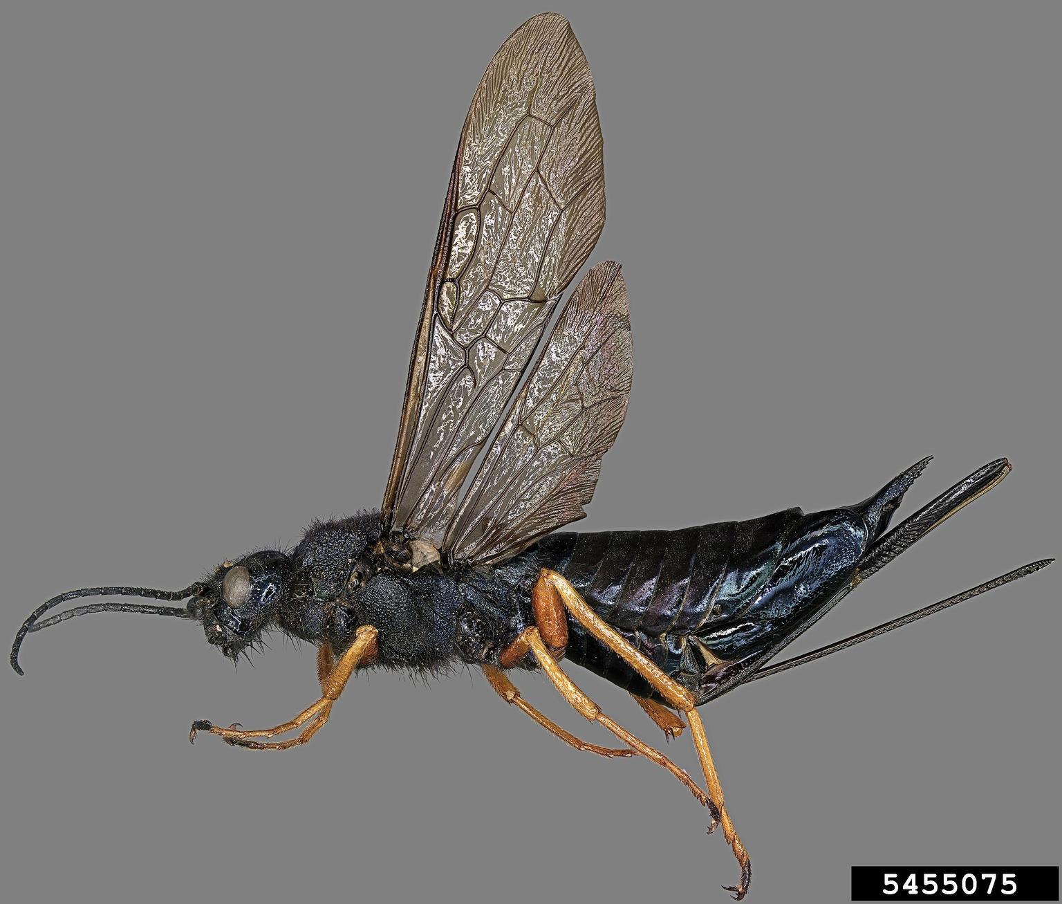 sirex wood wasp