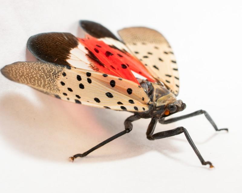 close-up showing spotted lanternfly adult