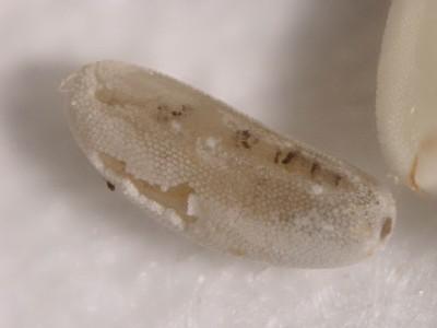 syrphid fly egg
