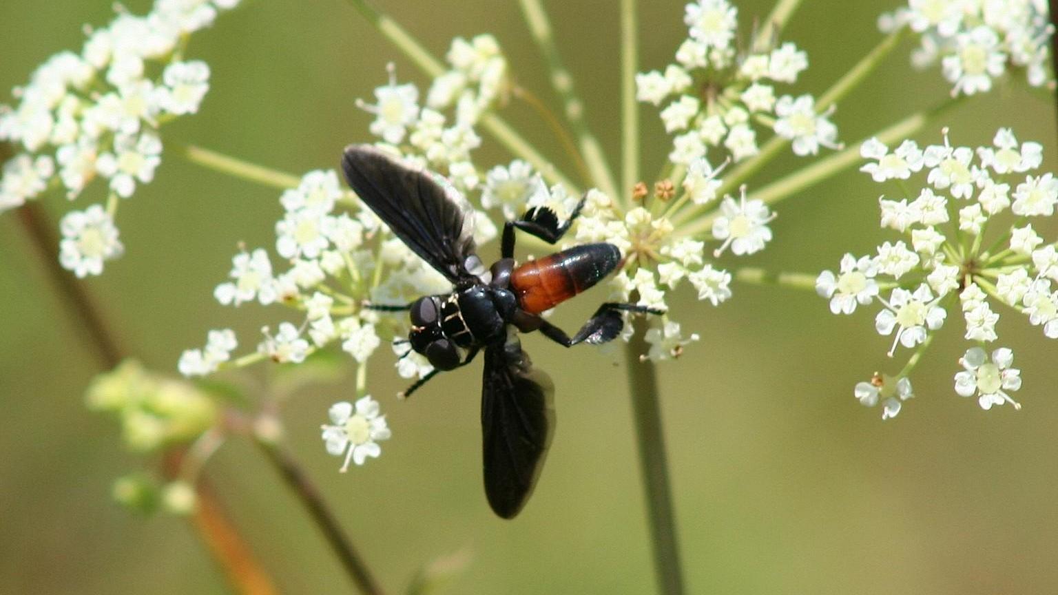 tachinid fly on white flowers