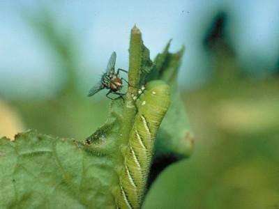 tachinid fly and eggs on a caterpillar