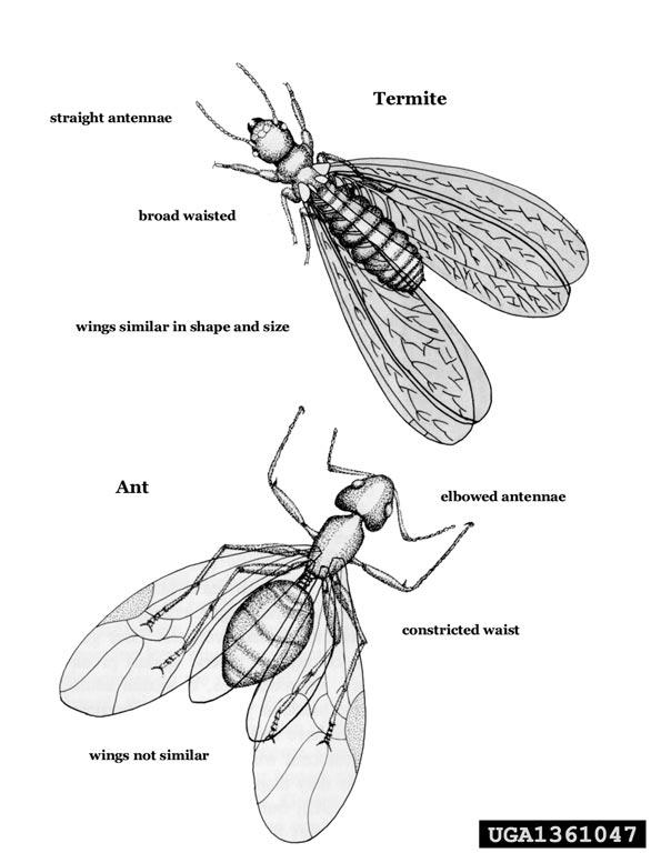 drawing comparing details of a termite and an ant