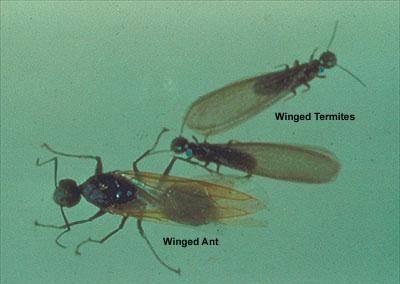 termite swarmer and ant
