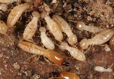 termite workers