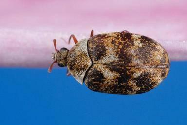 varied carpet beetle adults