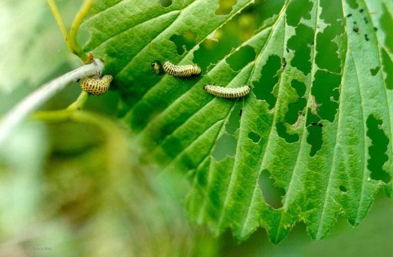 viburnum leaf beetle larvae