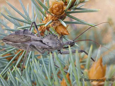 wheel bug