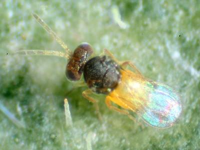whitefly parasitoid wasp