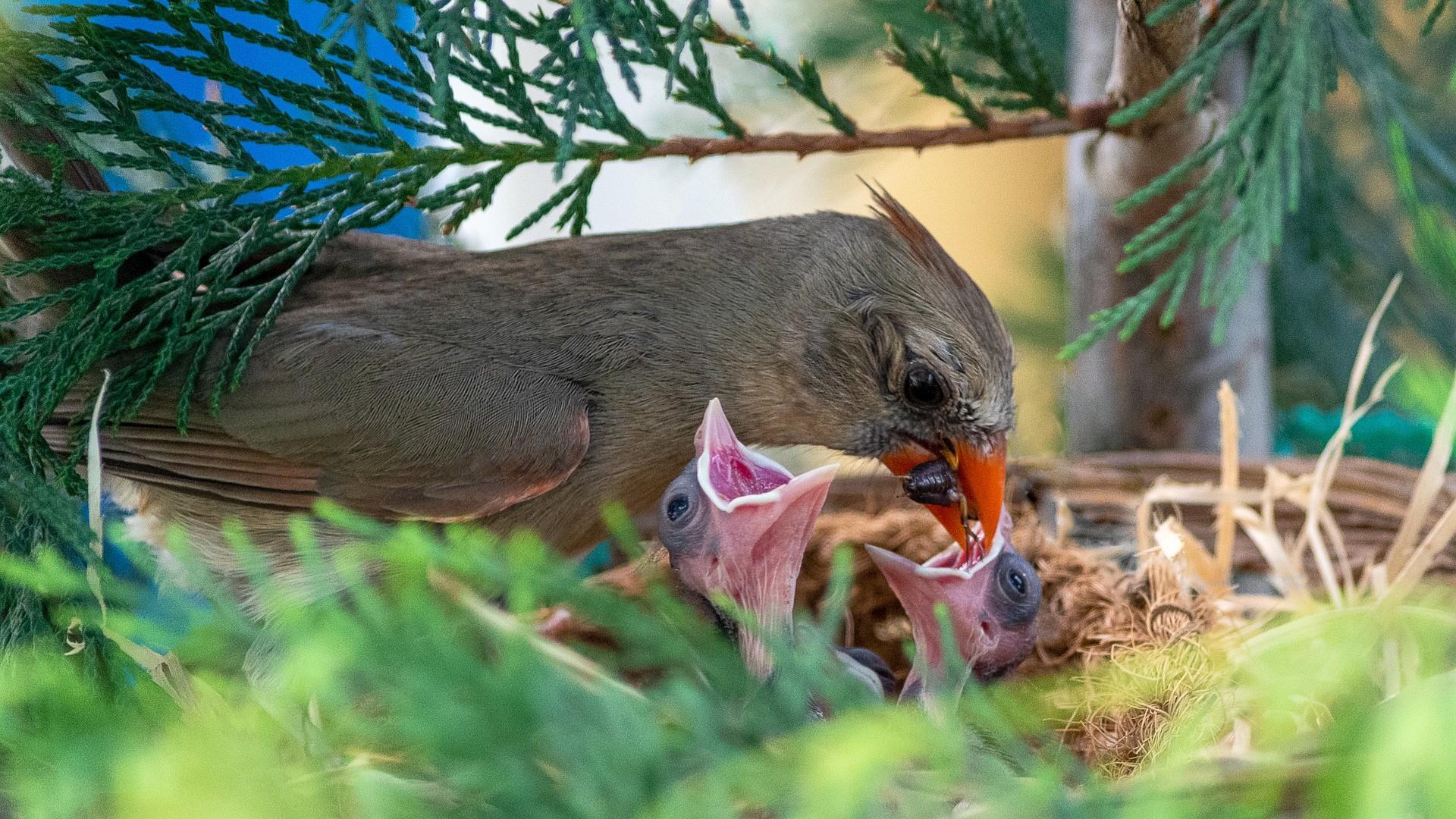female cardinal feeding her young in a nest