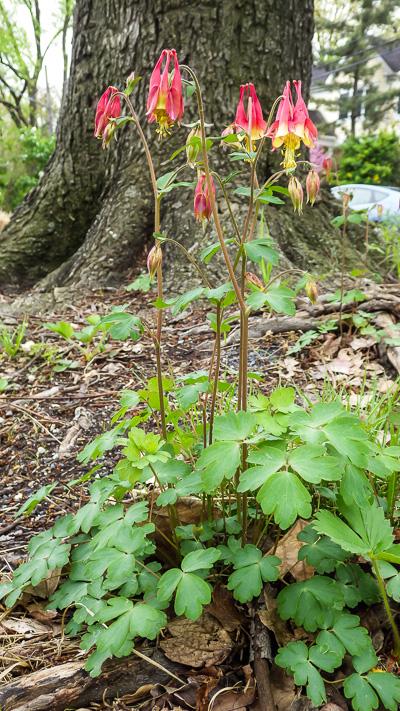 Eastern columbine with red flowers