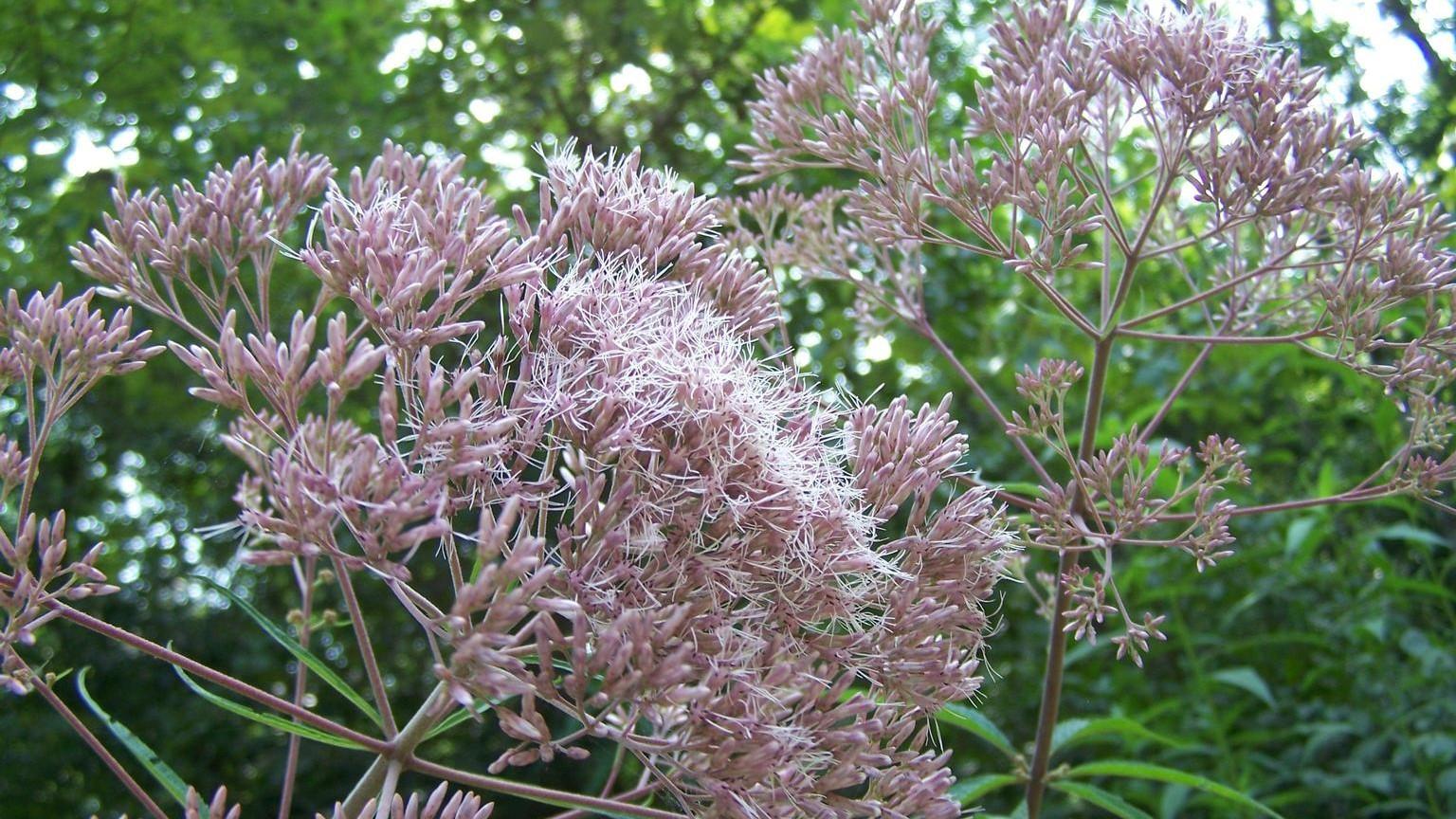 lavender flowers of native Joe Pye weed plants