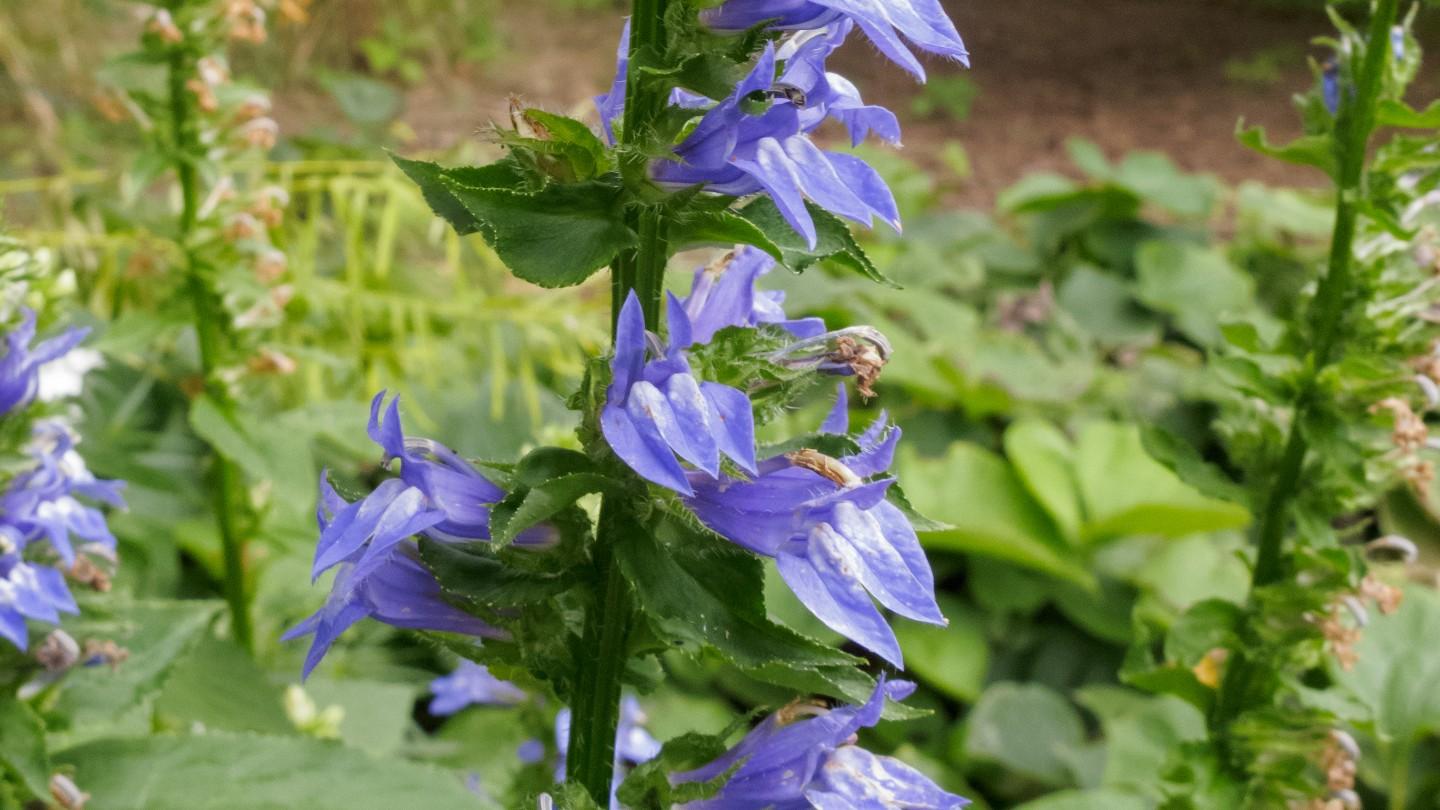 great blue lobelia flowers