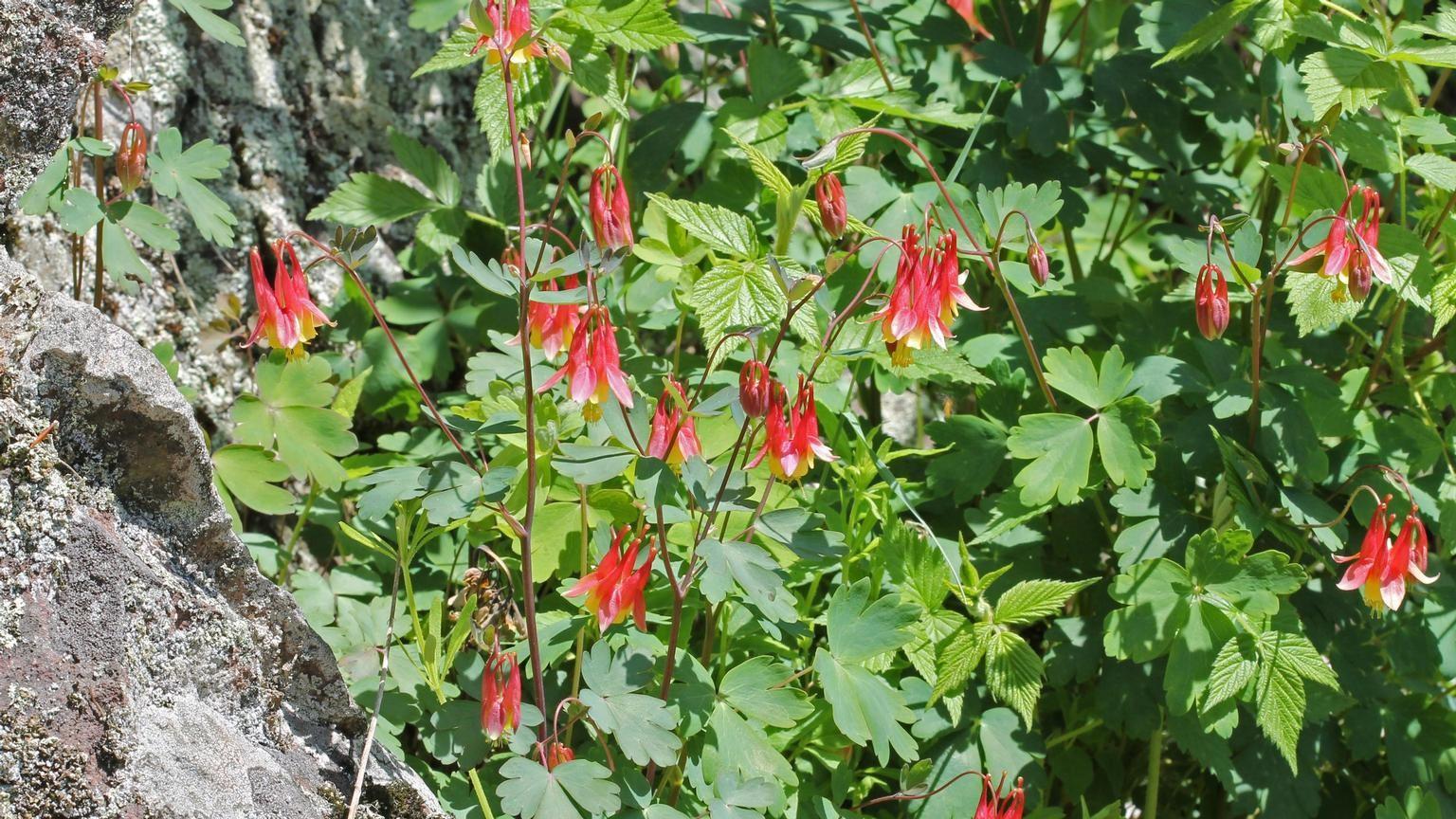 flowering eastern columbine plants