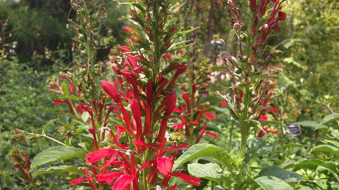 red flowers of native cardinal flower