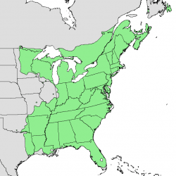 map of red maple range