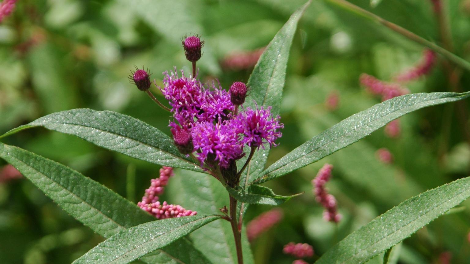 purple flowers of native new york ironweed