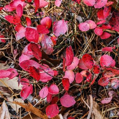 hillside blueberry showing red fall foliage color