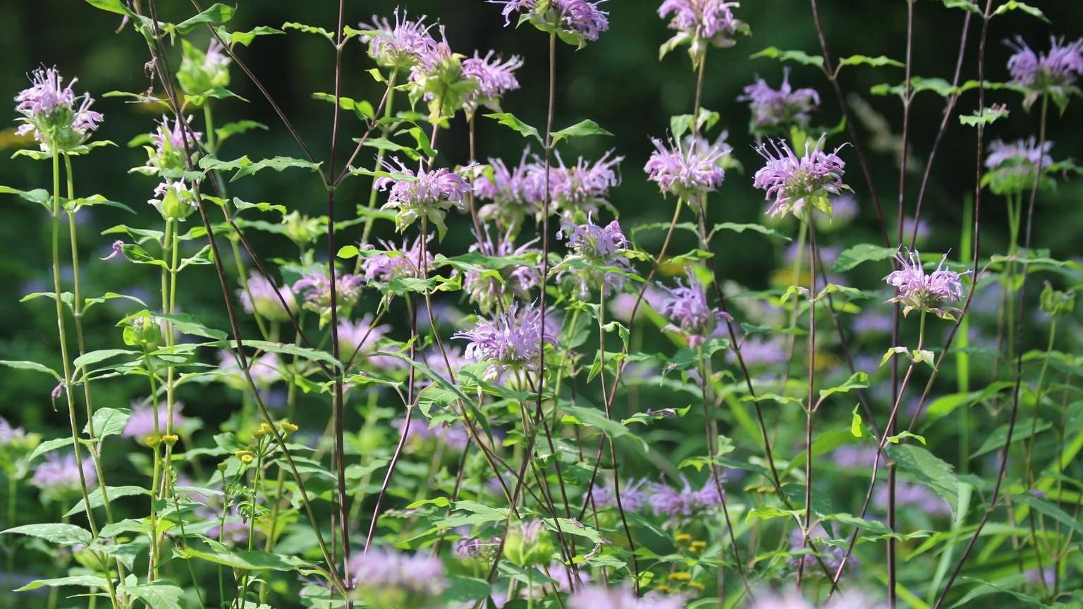 lavender flowers of wild bergamot plants