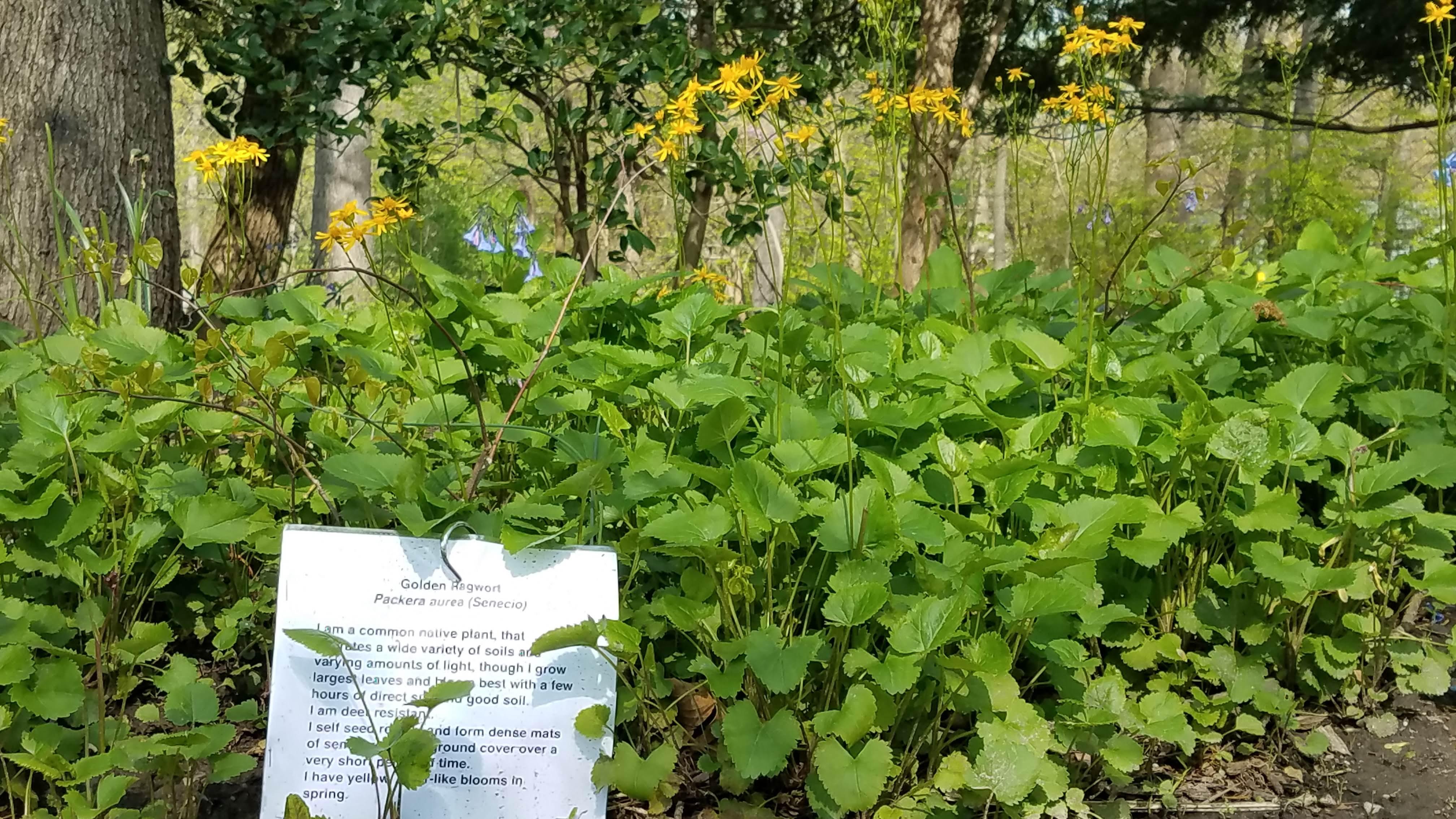 golden ragwort plants