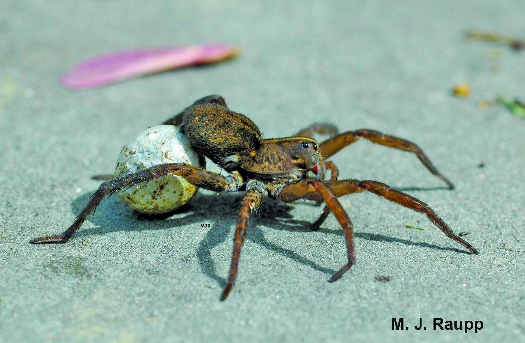 wolf spider carrying an egg sac