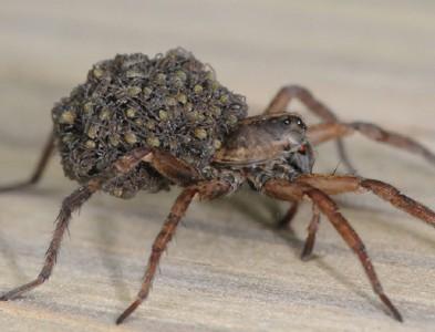 wolf spider with spiderlings