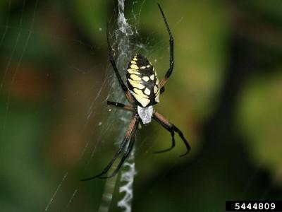 yellow garden spider in its web