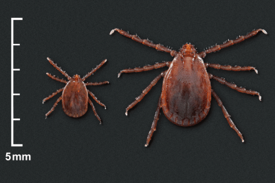 comparison of Asian longhorned tick nymph and adult