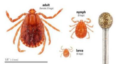 life stages of the Asian longhorned tick