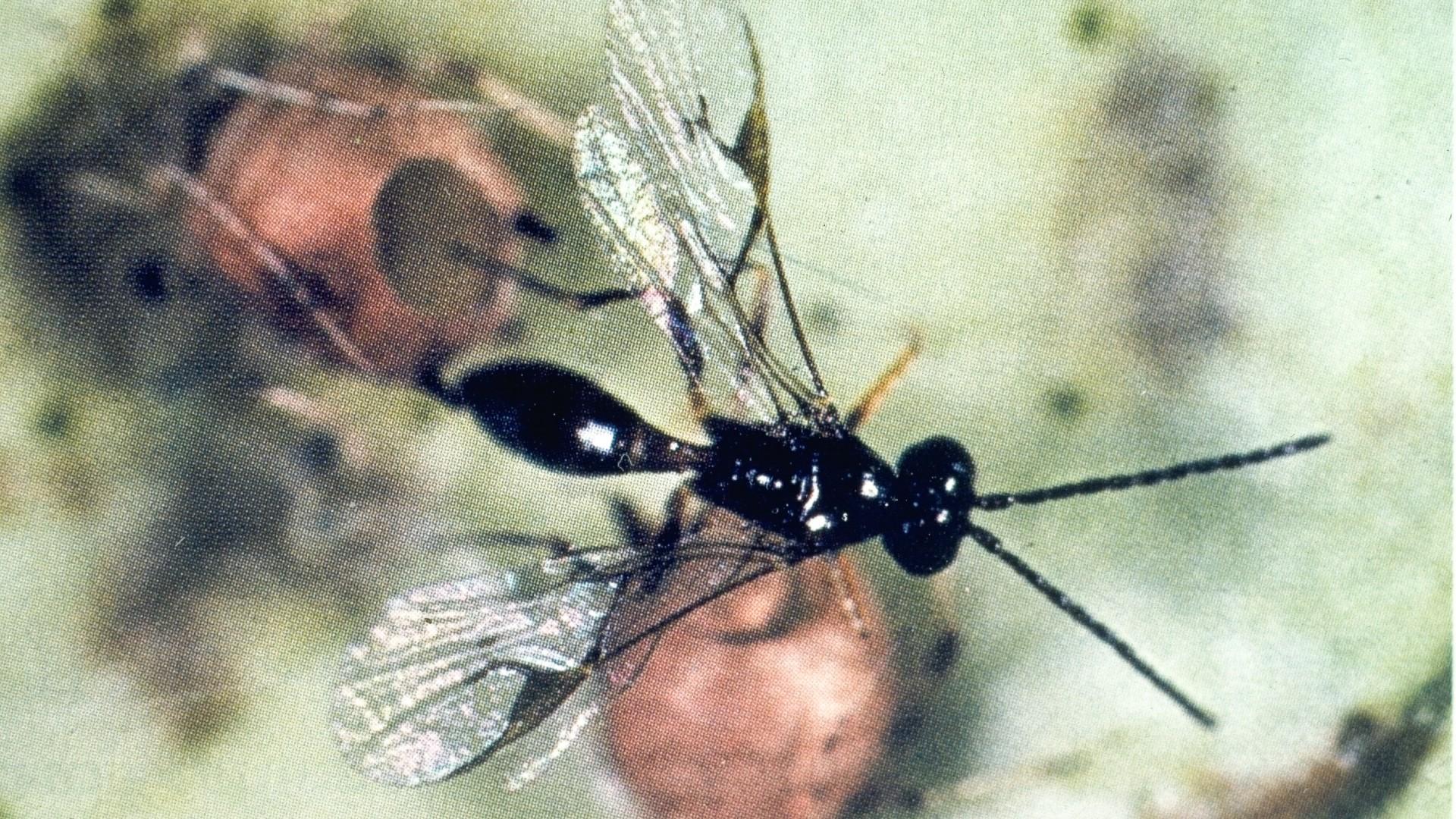 Parasitic wasp deals