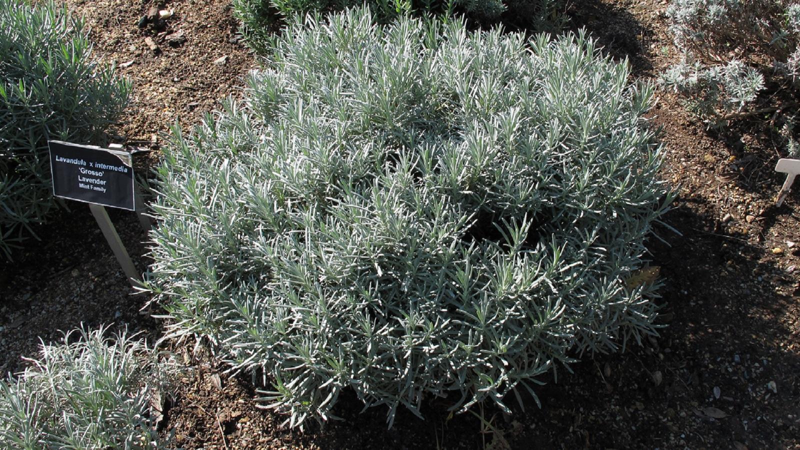 lavender plant that isn't blooming