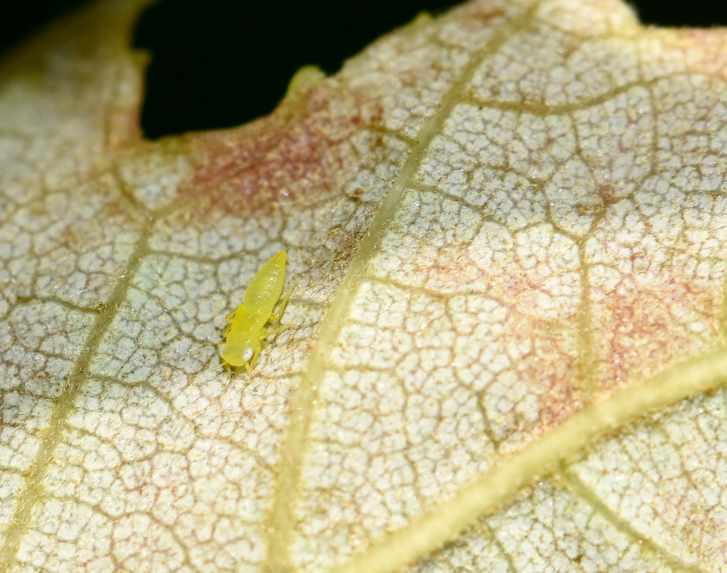Potato leafhopper nymph