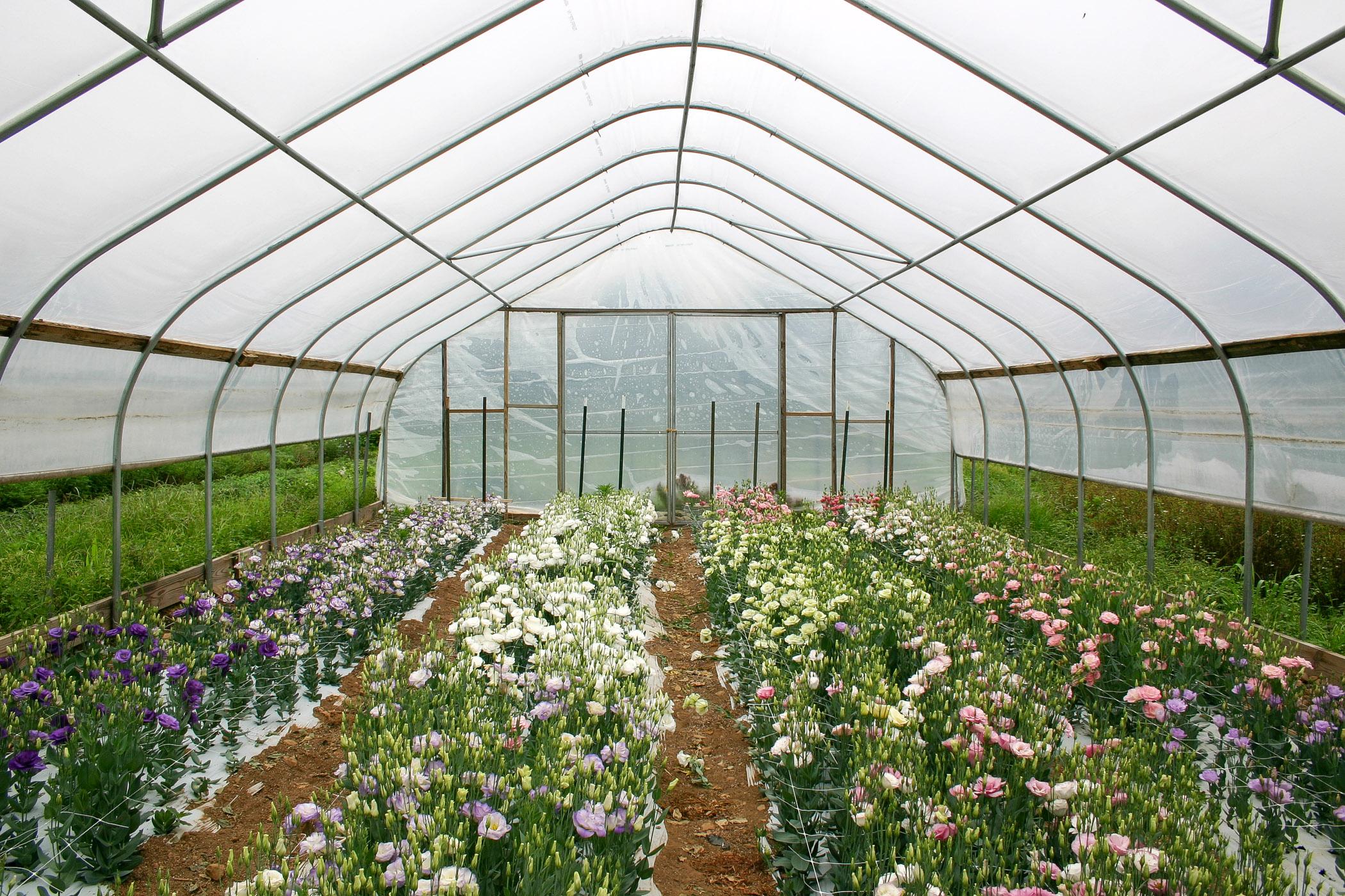 Lisianthus grown as a cut flower crop in a high tunnel